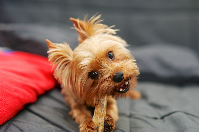 All about Brushing a Yorkshire Terrier