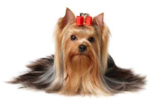 The Yorkshire Terrier of show class