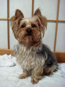 Yorkshire terrier- Are apples good for Yorkies