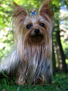Yorkshire terrier- Skin Problems and cures