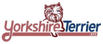 Yorkshire Terrier 350