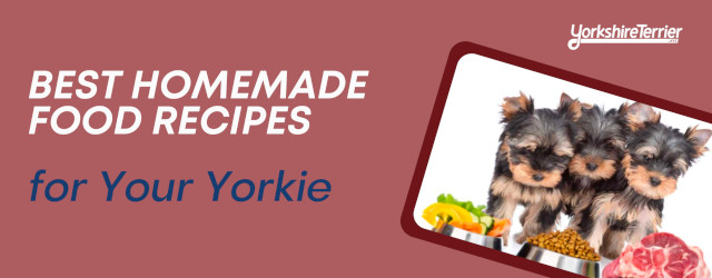 Yorkie News Header - Homemade Food
