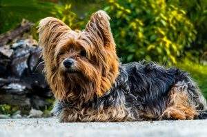 dog-yorkshire-terrier-small-dog-wallpaper