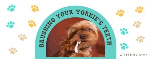 Yorkie News Header - Teeth Cleaning